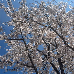 아이패드 에어 5 이미지