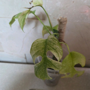 풀민트 히메 몬스테라. 안스리움 하이브리드 유묘 덤 이미지