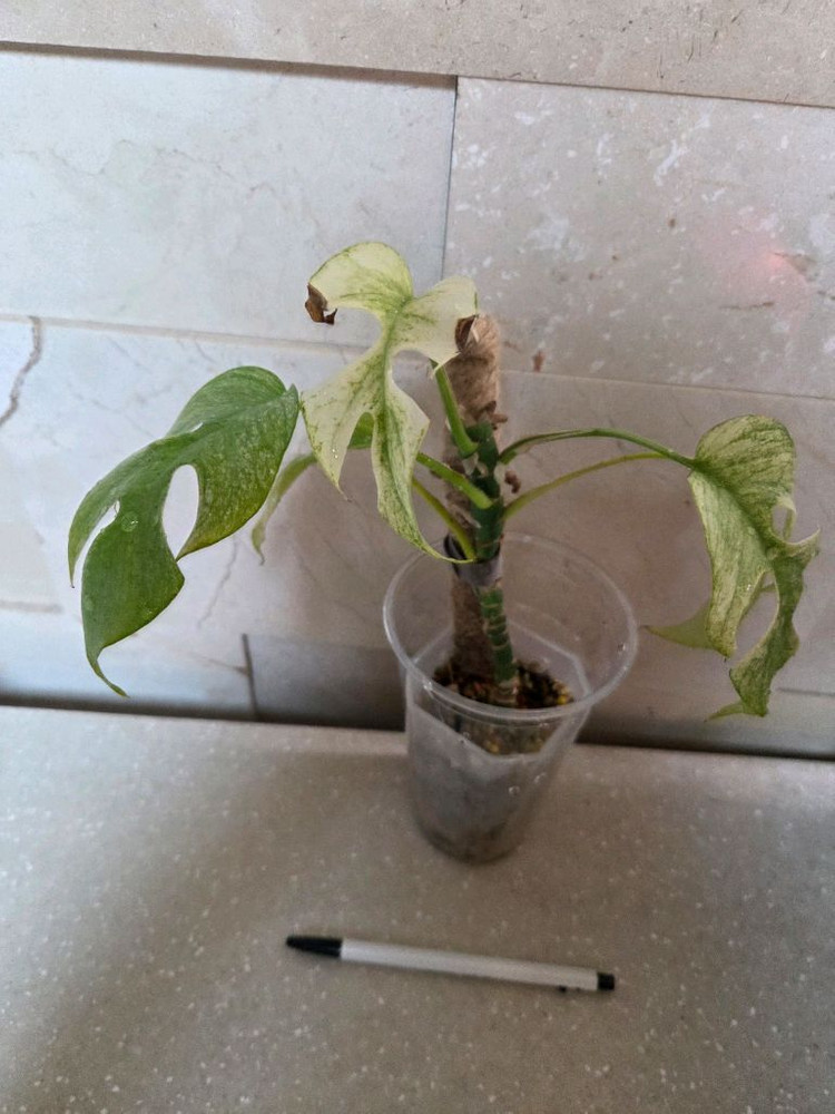 풀민트 히메 몬스테라. 안스리움 하이브리드 유묘 덤 이미지