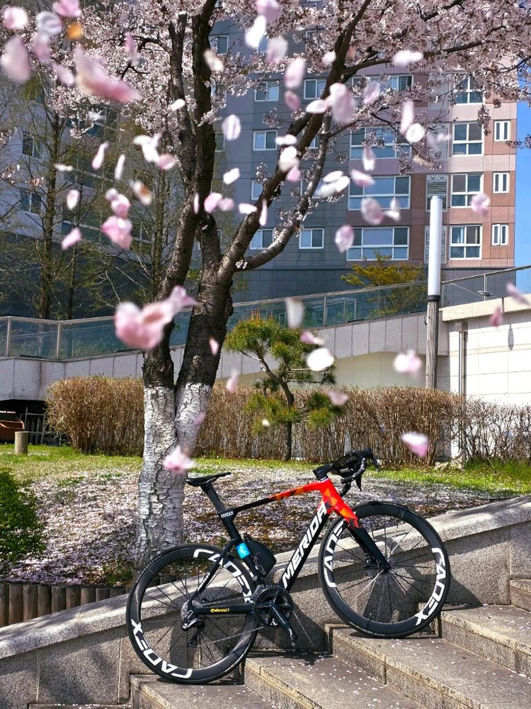 메리다 리엑토 리액토 v 팀 판매 대차 이미지
