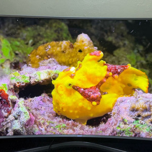 삼성65인치 4K프리미엄 SUHD 커브드TV(UN65JS9500F)팝니다. 이미지