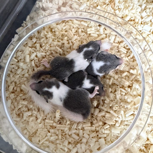 4주차 피그미 다람쥐 분양 이미지