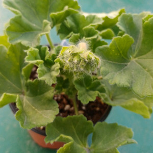 제라늄 만월 이미지