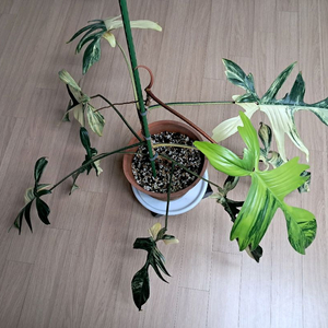 필로덴드론 플로리다뷰티 바리에가타 이미지