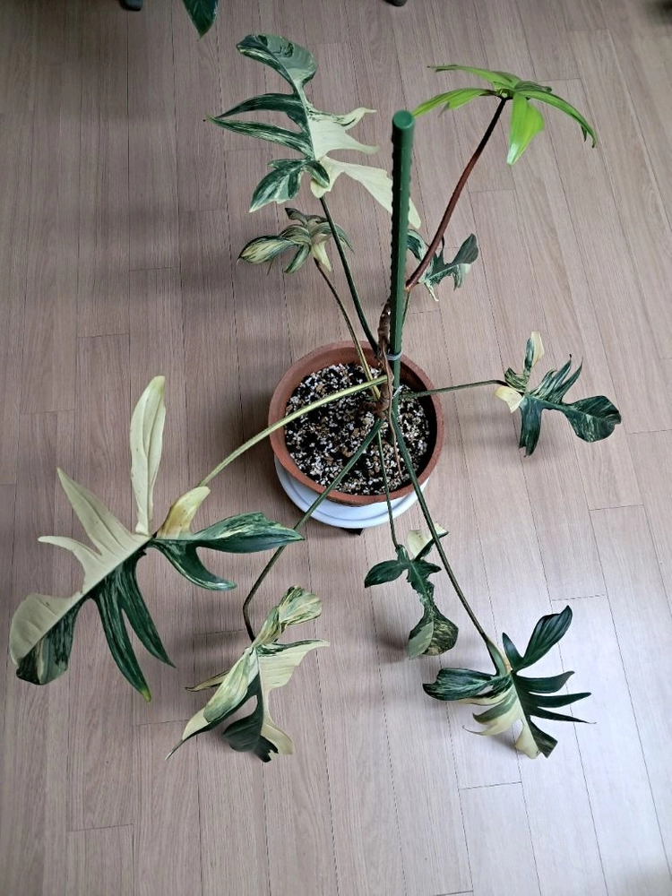 필로덴드론 플로리다뷰티 바리에가타 이미지
