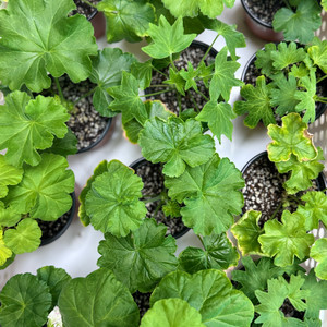 제라늄 개별분양 이미지