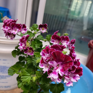 리갈제라늄 페어리퀸 이미지