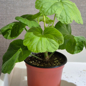 둥글델라로사 제라늄 이미지