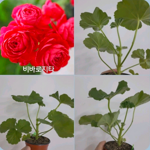 비바로지타 제라늄 0.8 이미지