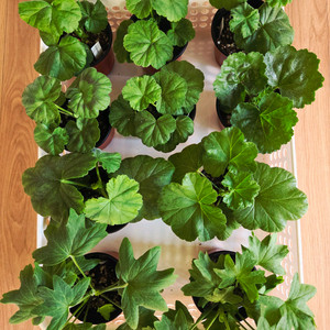 제라늄 10종 이미지