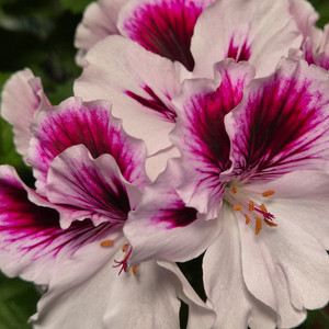 아리스토패티코트 제라늄(리갈제라늄) 이미지