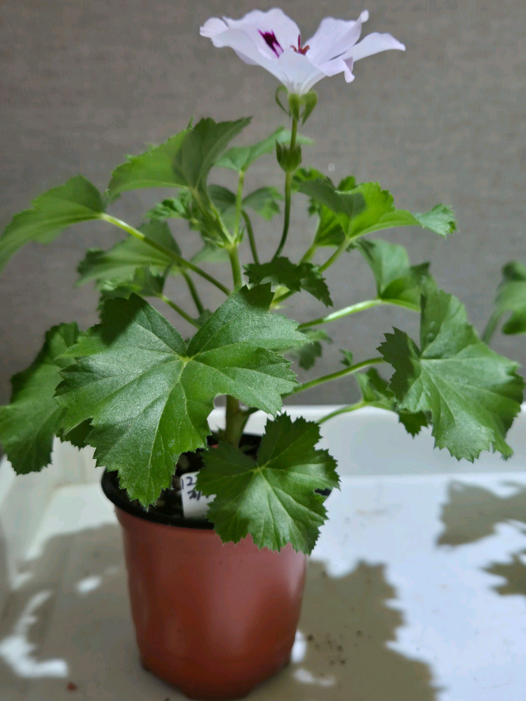 아리스토패티코트 제라늄(리갈제라늄) 이미지