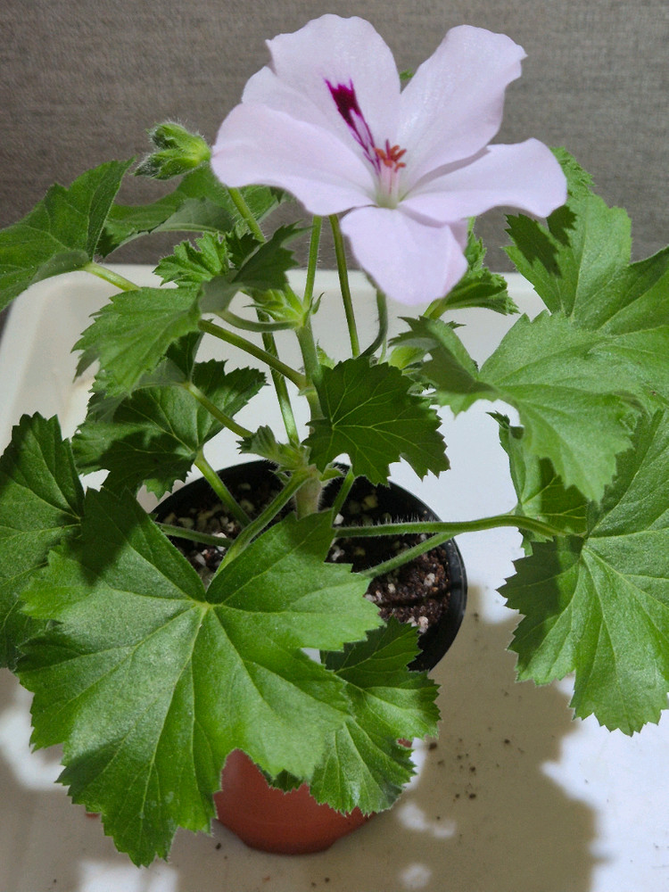 아리스토패티코트 제라늄(리갈제라늄) 이미지