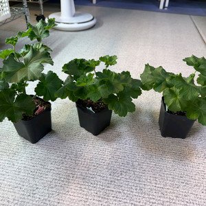 (제라늄3종)디아즈카람바.몰타프리마발레리나.사드코 이미지