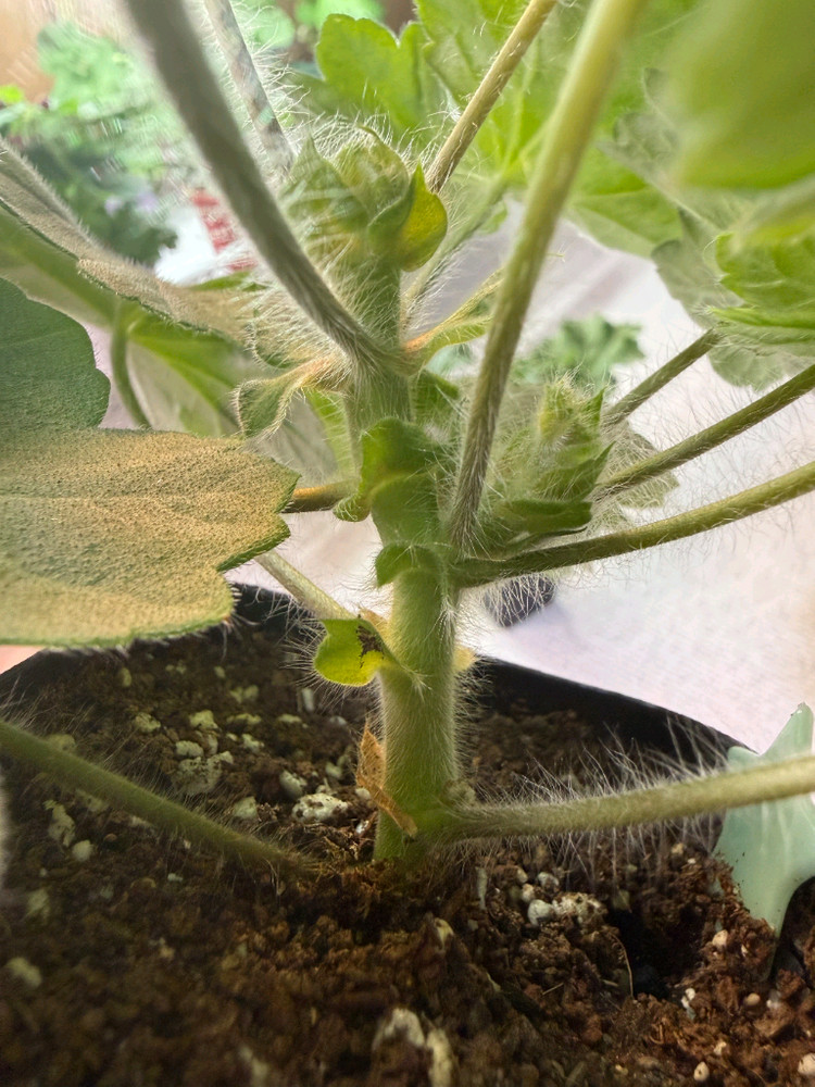 (제라늄3종)디아즈카람바.몰타프리마발레리나.사드코 이미지