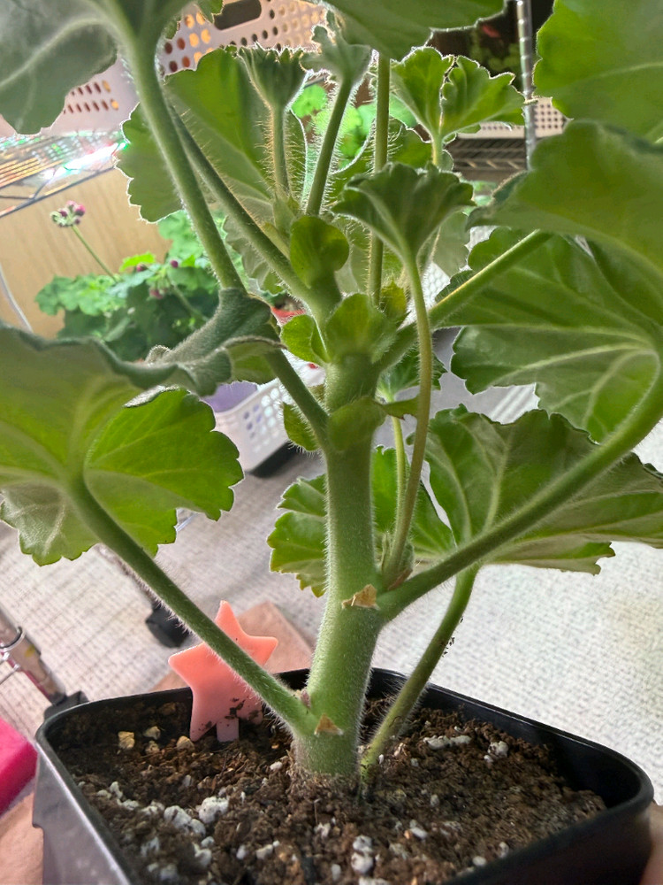 (제라늄3종)디아즈카람바.몰타프리마발레리나.사드코 이미지