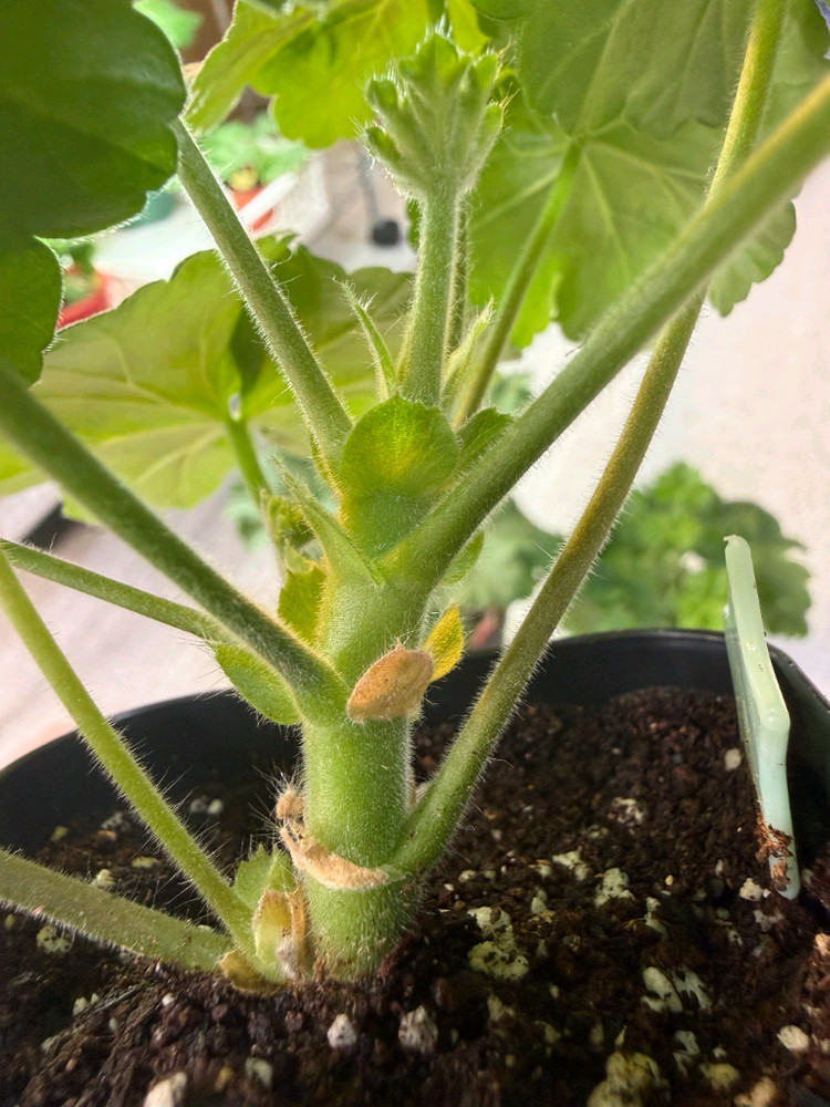 (제라늄3종)디아즈카람바.몰타프리마발레리나.사드코 이미지