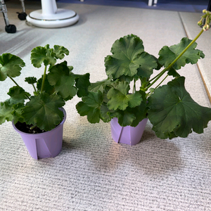 (제라늄2종)에릭성운.레드벨루어 이미지