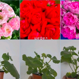 3종 심레이디카프리스 심로얄로즈 심퍼플펄 제라늄 2.7 이미지