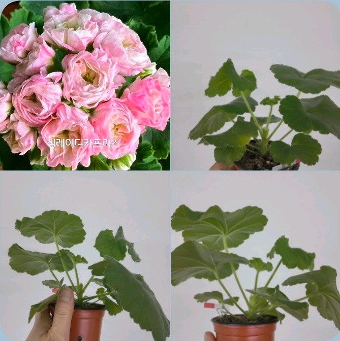 3종 심레이디카프리스 심로얄로즈 심퍼플펄 제라늄 2.7 이미지