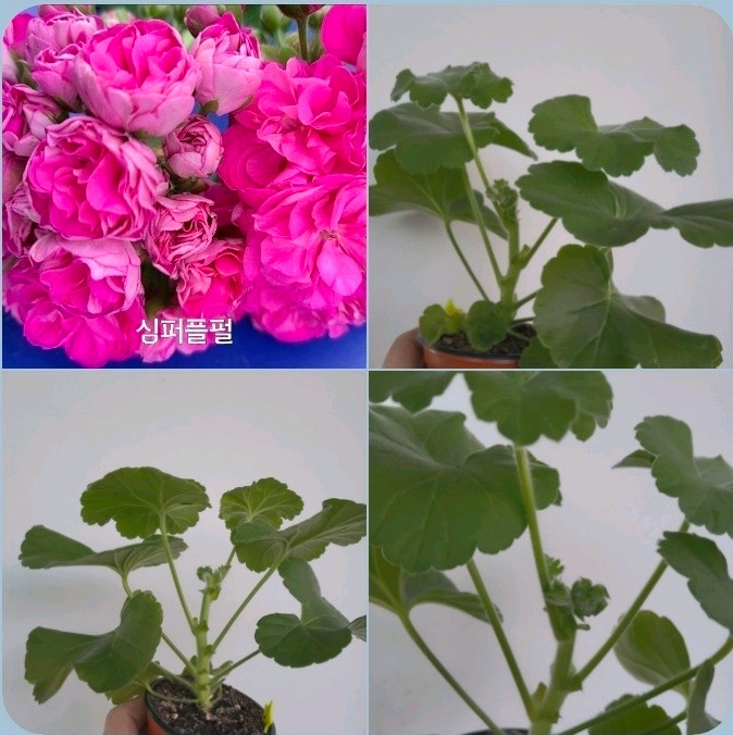 3종 심레이디카프리스 심로얄로즈 심퍼플펄 제라늄 2.7 이미지
