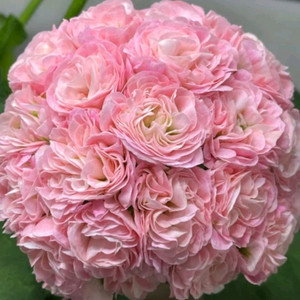 제라늄 모험가 이미지