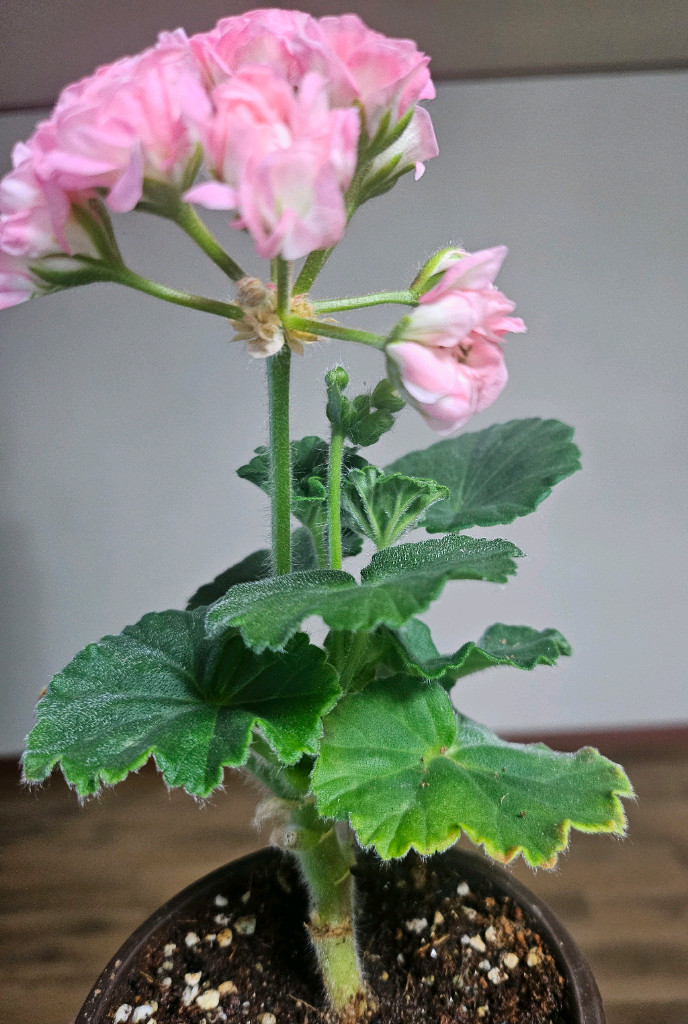 제라늄 모험가 이미지