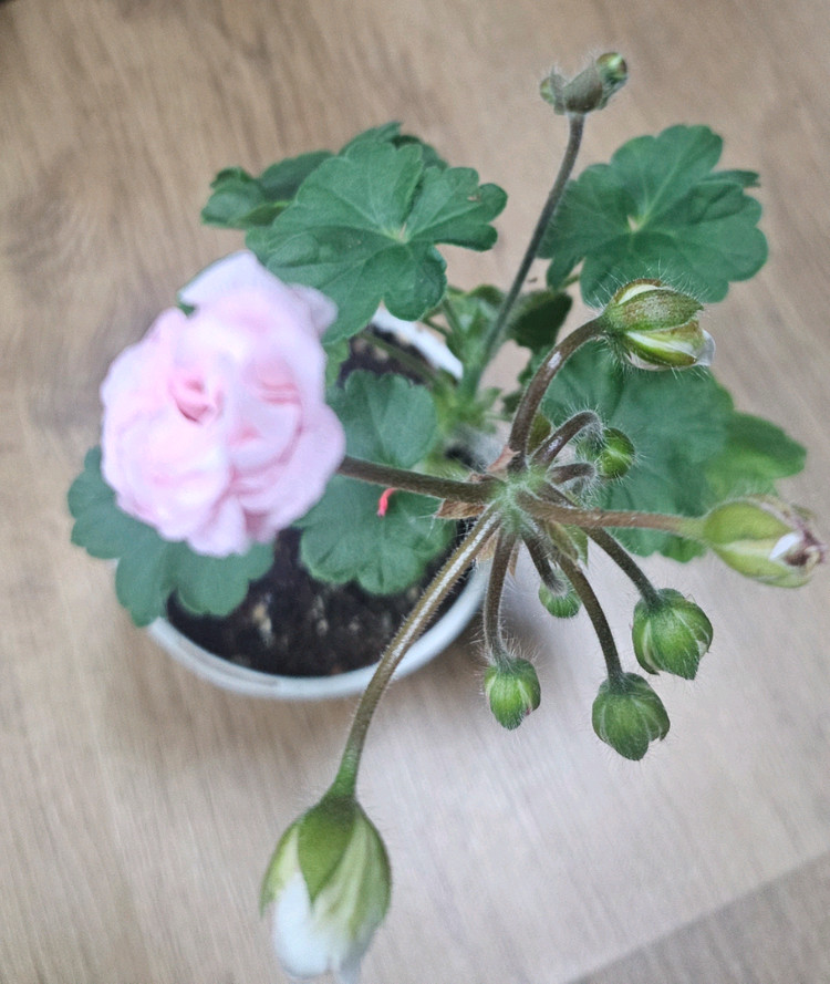 제라늄 모험가 이미지