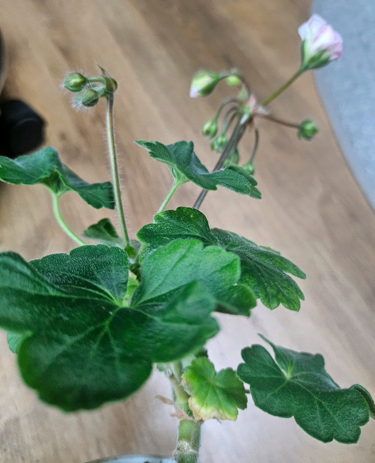 제라늄 모험가 이미지