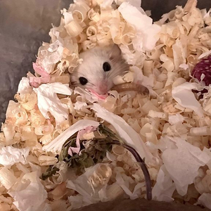 피그미 다람쥐 하이화이트 이미지