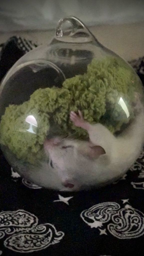 피그미 다람쥐 하이화이트 이미지