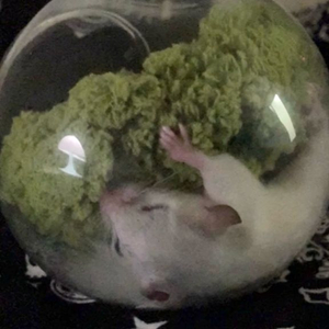 피그미 다람쥐 하이화이트 이미지