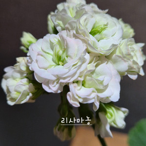 리사마농 제라늄 이미지