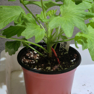 시리아모르 제라늄(스텔라제라늄) 이미지