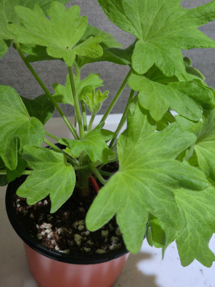 시리아모르 제라늄(스텔라제라늄) 이미지