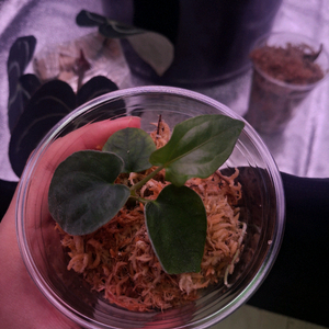 안스리움 드레스러리 블랙드레스러리 x rg f2 다크클론 이미지