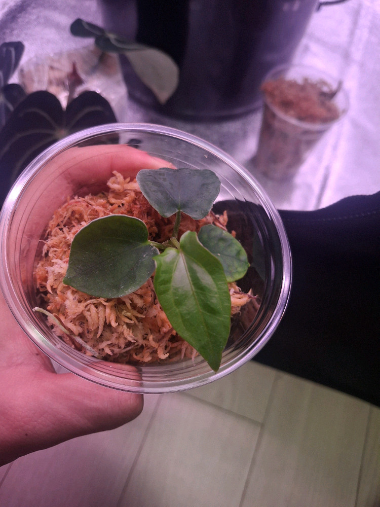 안스리움 드레스러리 블랙드레스러리 x rg f2 다크클론 이미지