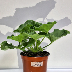 제라늄 이츠빅토리아 이미지