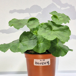 제라늄루비아담의별 이미지