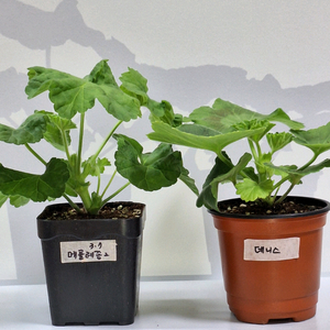 제라늄2종세트 이미지