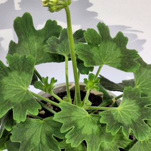 제라늄 블루마리 이미지