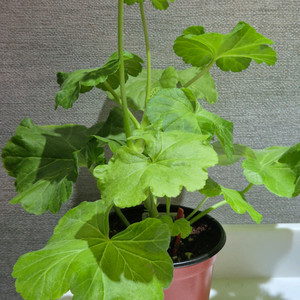 볼나파요나 제라늄(러시아제라늄) 이미지