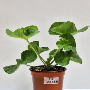 제라늄 러브스토리 이미지