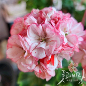 제라늄 딸기향바람 이미지