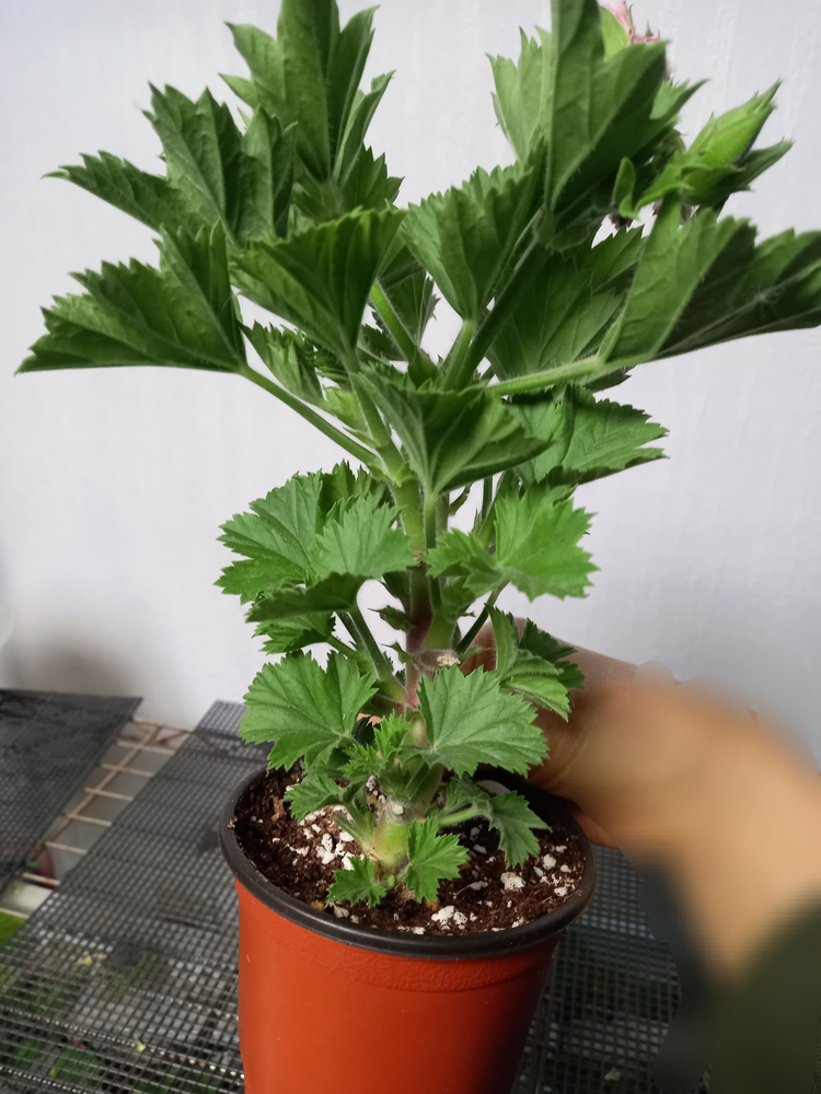 리갈제라늄 델히 (델리) 이미지