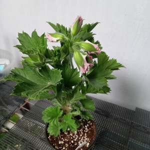 리갈제라늄 델히 (델리) 이미지