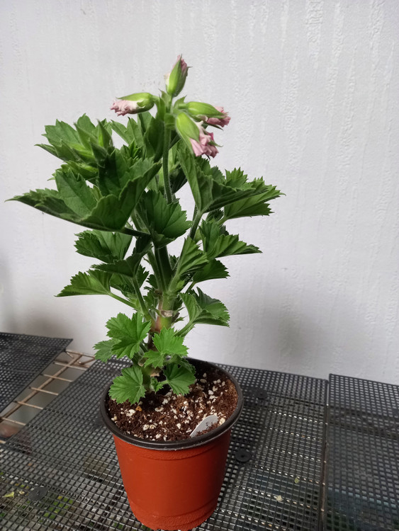 리갈제라늄 델히 (델리) 이미지