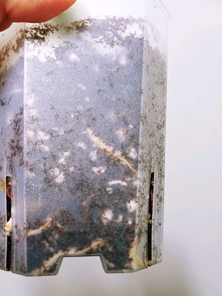 몬스테라 알보 산반무늬 눈자리 최상 중대품묘(ㅁ2 28-5번) 이미지