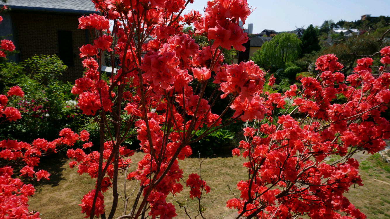 소니 NEX-6 미러리스 카메라 16-50mm 전동줌렌즈팝니다(작례). 이미지