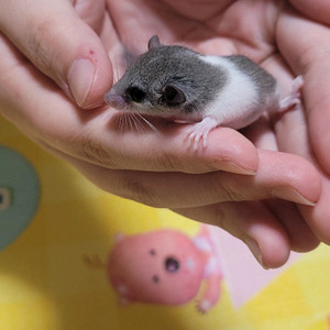 피그미 다람쥐 2마리 분양 합니다 이미지